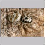 Salticus scenicus - Springspinne 12.jpg